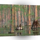 Trees Cypress A1 XLarge Canvas