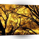 Trees Devils Sky Mount Diablo A1 XLarge Canvas