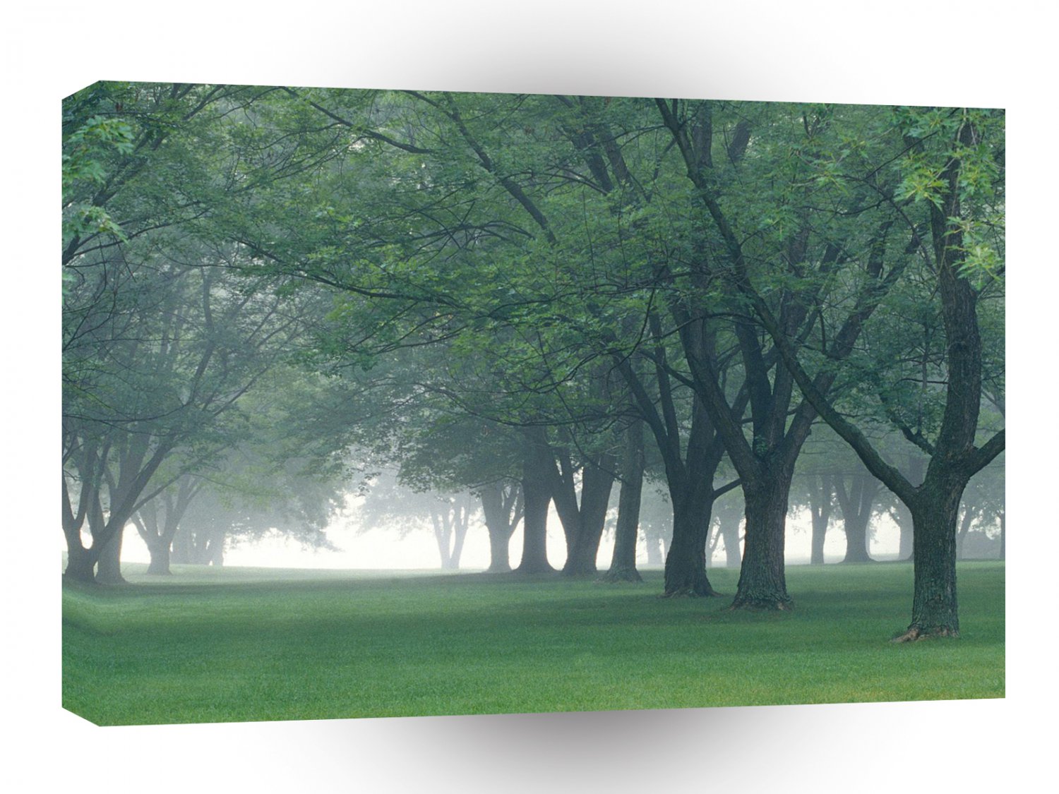 Trees Early Morning Mist Central Indiana A1 XLarge Canvas