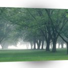 Trees Early Morning Mist Central Indiana A1 XLarge Canvas