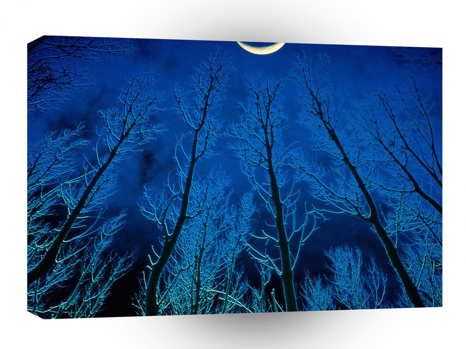 Trees Eerie Silence A1 XLarge Canvas