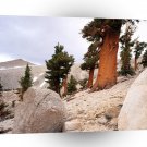 Trees Fox Tail Pine Eastern Sierra Nevada A1 XLarge Canvas