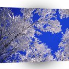 Trees Frosted Boulder Colorado A1 XLarge Canvas