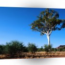Trees Ghost Gum Tree Central Australia A1 XLarge Canvas