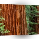 Trees Giant Sequoia Mariposa Grove Yosemite A1 XLarge Canvas
