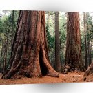 Trees Giants Calaveras A1 XLarge Canvas