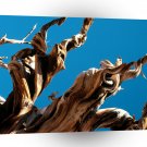 Trees Gnarled By Time A1 XLarge Canvas