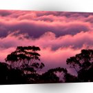 Trees Haleakala Maui Hawaii A1 XLarge Canvas