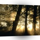 Trees Harpeth River Bank Franklin Tennessee A1 XLarge Canvas