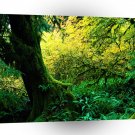 Trees Hoh Rain Olympic A1 XLarge Canvas