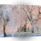 Trees Ice Covered Willow A1 XLarge Canvas