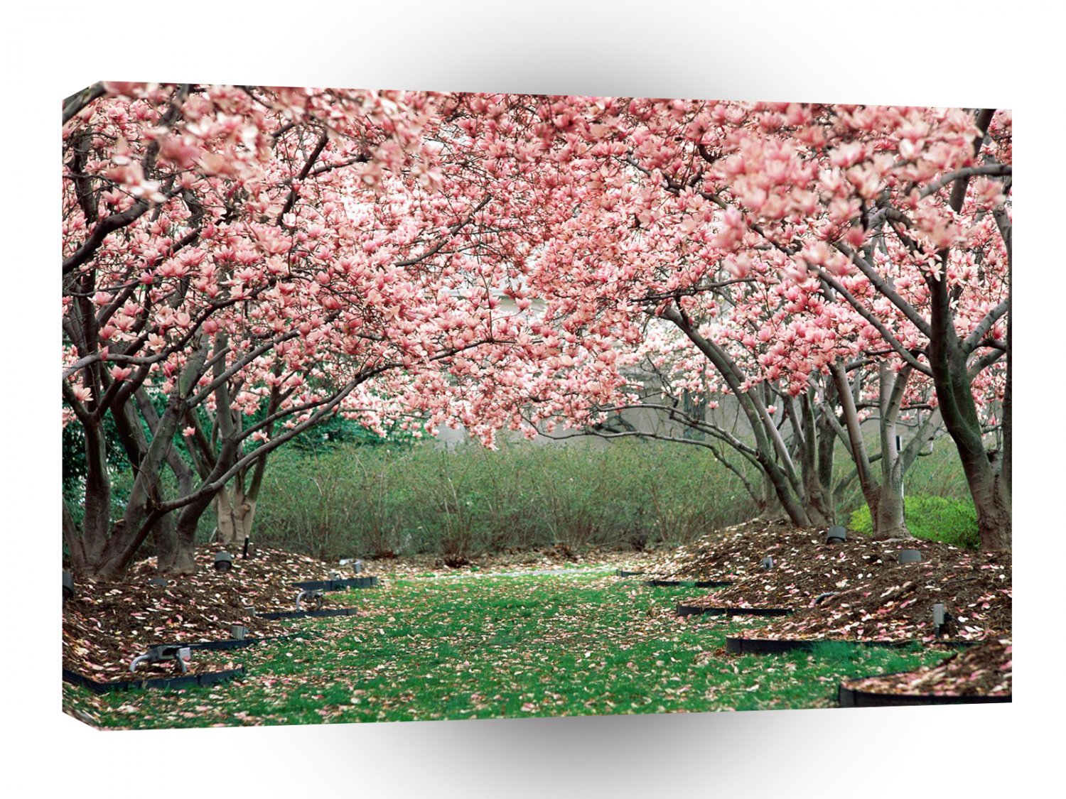 Trees In Full Bloom A1 XLarge Canvas