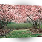 Trees In Full Bloom A1 XLarge Canvas