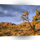 Trees Late Afternoon At Joshua Tree A1 XLarge Canvas