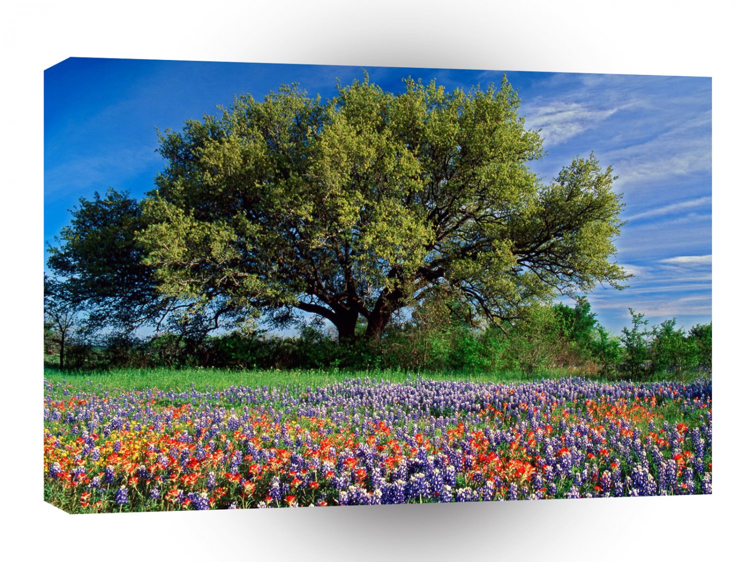 Trees Live Oak Among Texas Bluebonnets A1 XLarge Canvas