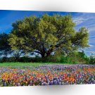 Trees Live Oak Among Texas Bluebonnets A1 XLarge Canvas