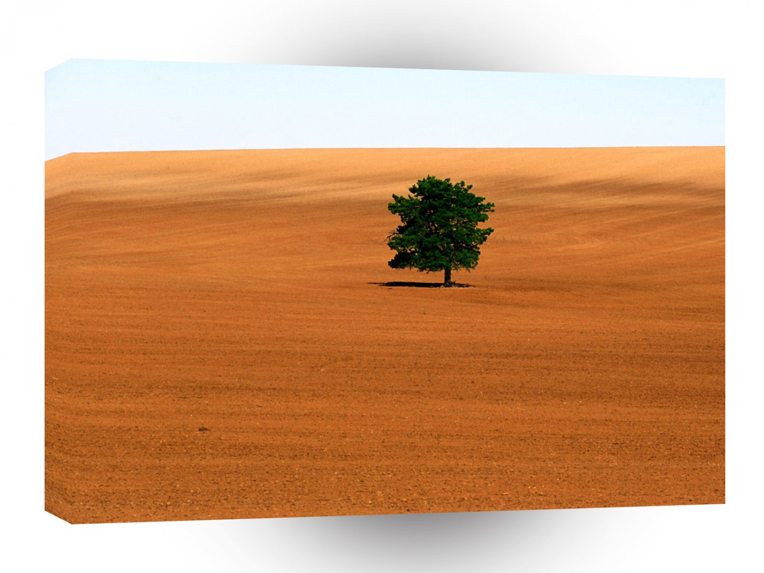 Trees Lone Tree Victoria A1 XLarge Canvas