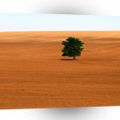 Trees Lone Tree Victoria A1 XLarge Canvas