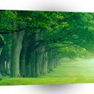 Trees Lush Summer Louisville Kentucky A1 XLarge Canvas