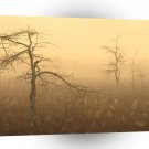 Trees Morning Dew Everglades Florida A1 XLarge Canvas
