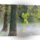 Trees Morning Fog Percy Warner Tennessee A1 XLarge Canvas