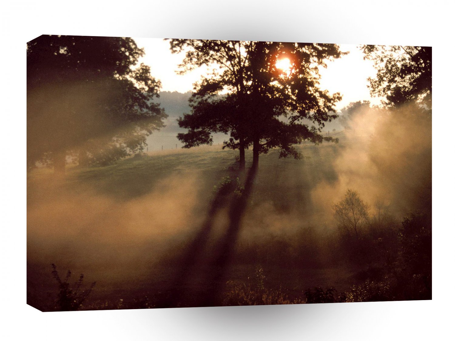 Trees Morning Mist A1 XLarge Canvas