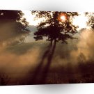 Trees Morning Mist A1 XLarge Canvas