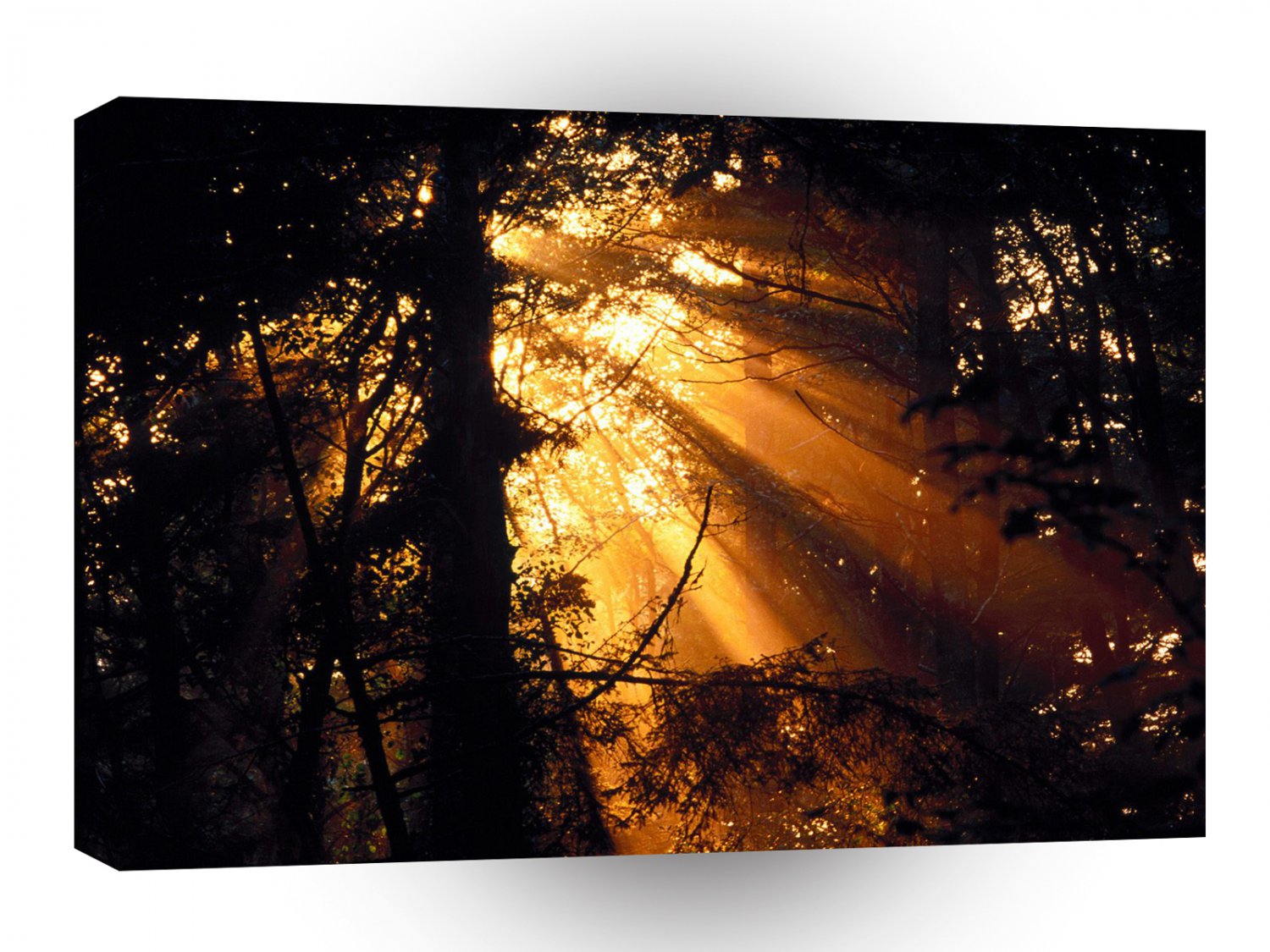 Trees Mystic Sunbeams Olympic A1 XLarge Canvas