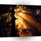 Trees Mystic Sunbeams Olympic A1 XLarge Canvas