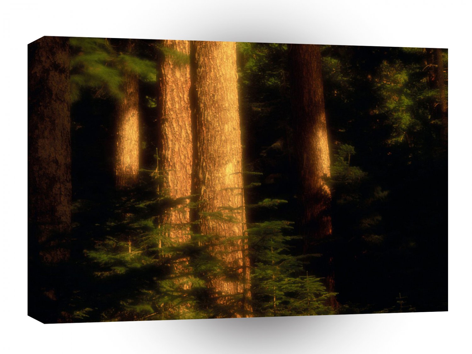 Trees Old Growth Hood River Oregon A1 XLarge Canvas