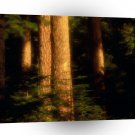 Trees Old Growth Hood River Oregon A1 XLarge Canvas