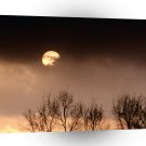 Trees Ominous Evening A1 XLarge Canvas