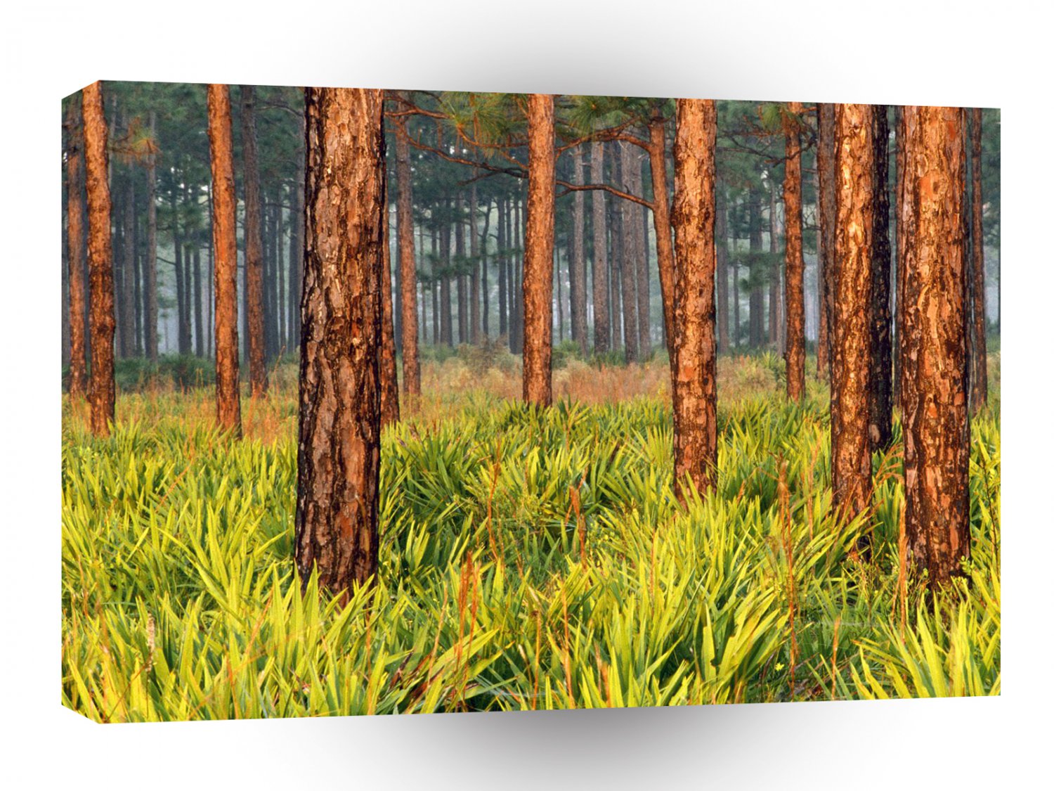 Trees Pines Escape Ranch Florida A1 XLarge Canvas
