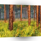 Trees Pines Escape Ranch Florida A1 XLarge Canvas