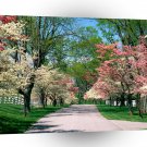 Trees Pink White Dogwood Lexington Kentucky A1 XLarge Canvas