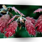 Trees Red Oak Leaves Mount Pisgah A1 XLarge Canvas