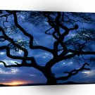 Trees Serengeti Tanzania A1 XLarge Canvas
