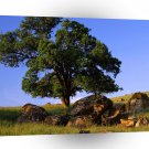 Trees Sierra Nevada Foothills A1 XLarge Canvas