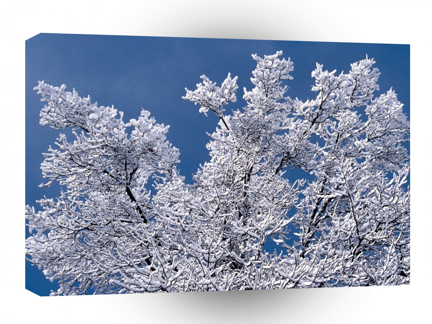 Trees Snow Branches Minnesota A1 XLarge Canvas