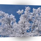 Trees Snow Branches Minnesota A1 XLarge Canvas
