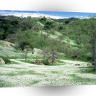 Trees Spring Wildflowers Oak Hills Kern A1 XLarge Canvas