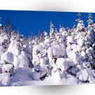 Trees Spruce In Snow Canada A1 XLarge Canvas