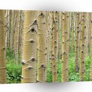 Trees St Of Aspens Colorado Rockies A1 XLarge Canvas