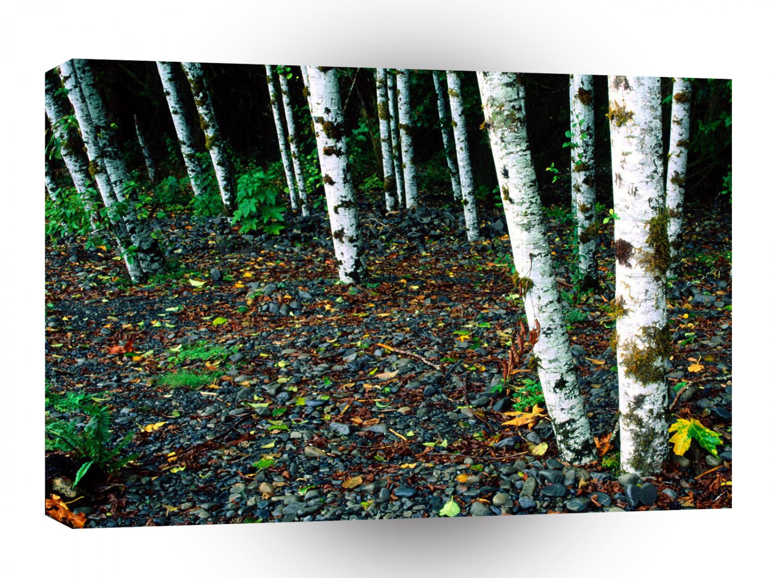 Trees Standing Room Only Birch A1 XLarge Canvas