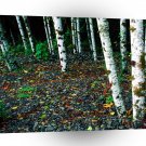 Trees Standing Room Only Birch A1 XLarge Canvas