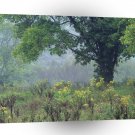 Trees Summer Meadow A1 XLarge Canvas