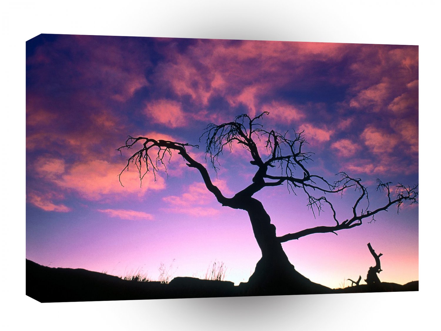 Trees The Dark Before The Dawn A1 XLarge Canvas