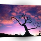 Trees The Dark Before The Dawn A1 XLarge Canvas