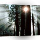 Trees The Rays Of Yosemite Valley Yosemite A1 XLarge Canvas