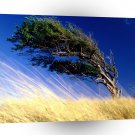 Trees Tierra Del Fuego Argentina A1 XLarge Canvas